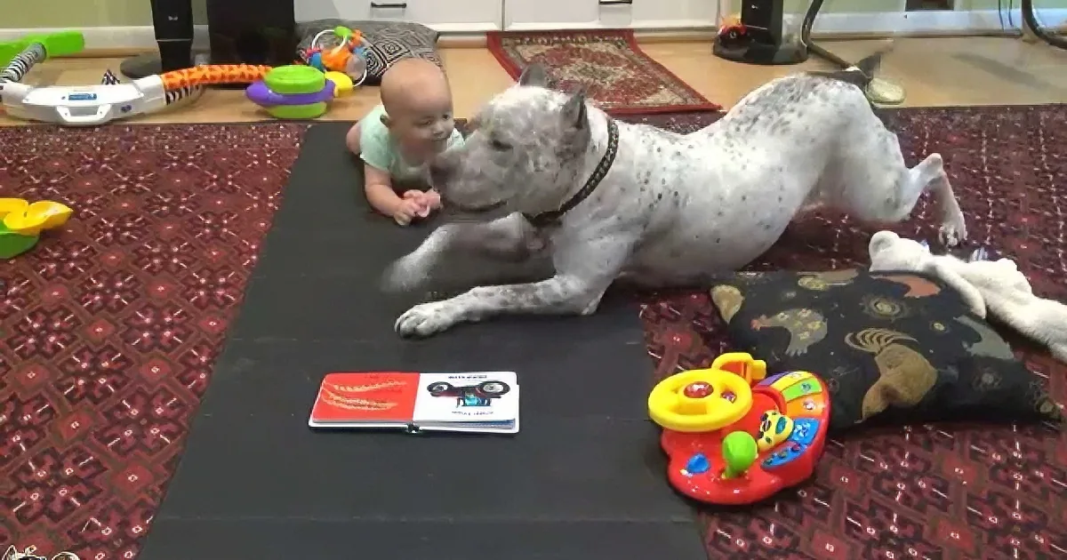 Tiny Baby Crawled for the First Time, and It''s Because of a Dog? Amazing!
