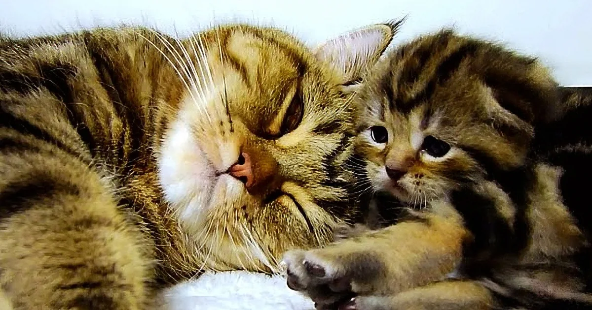 Newborn Kittens Just Finished Nursing, Just Wait Till You See What the Mother Did, Aww!