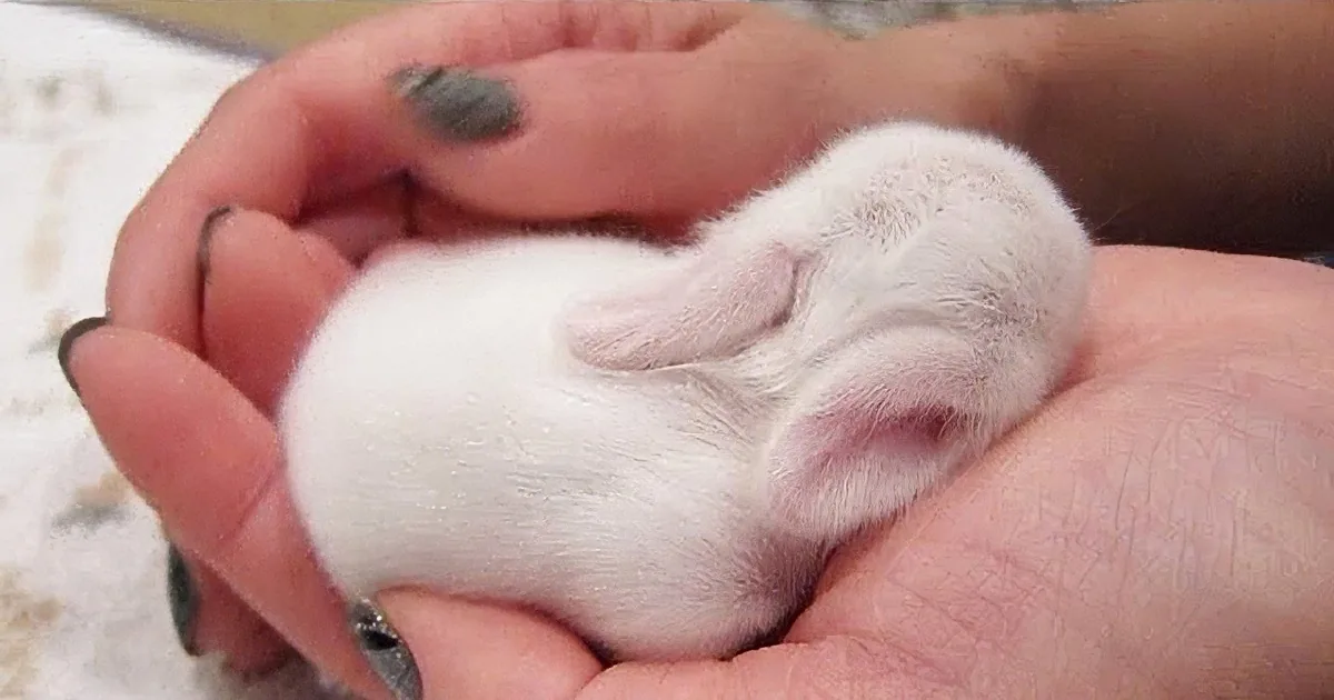If You Think Bunnies Are Cute, Wait Till You See How Cute When They''re Little, OMG!