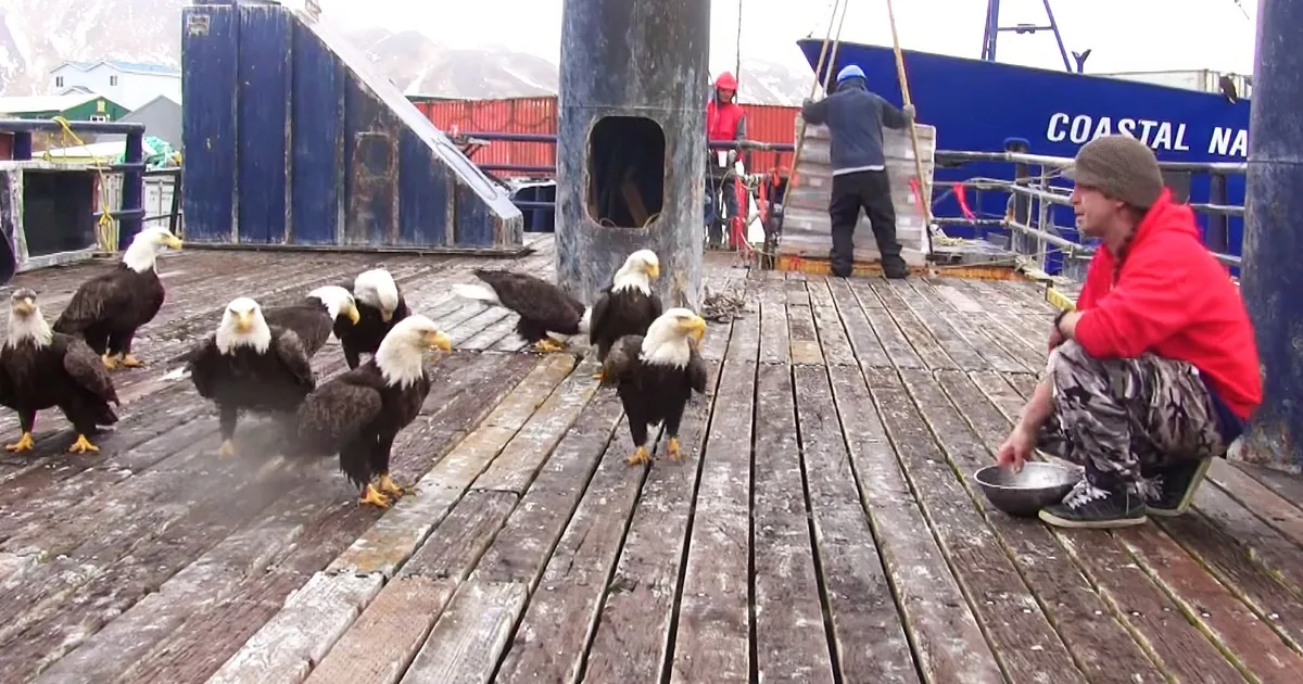 A man in a red jacket feeds a group of bald eagles on a dock near a blue ship labeled "COASTAL."