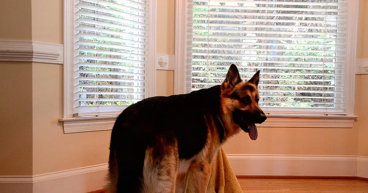 Mission Im-Paws-Ible! How This Dog Escapes Its Crate Is Amazing!