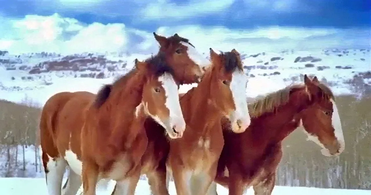 Three brown horses with white markings stand together in a snowy landscape under a partly cloudy sky.