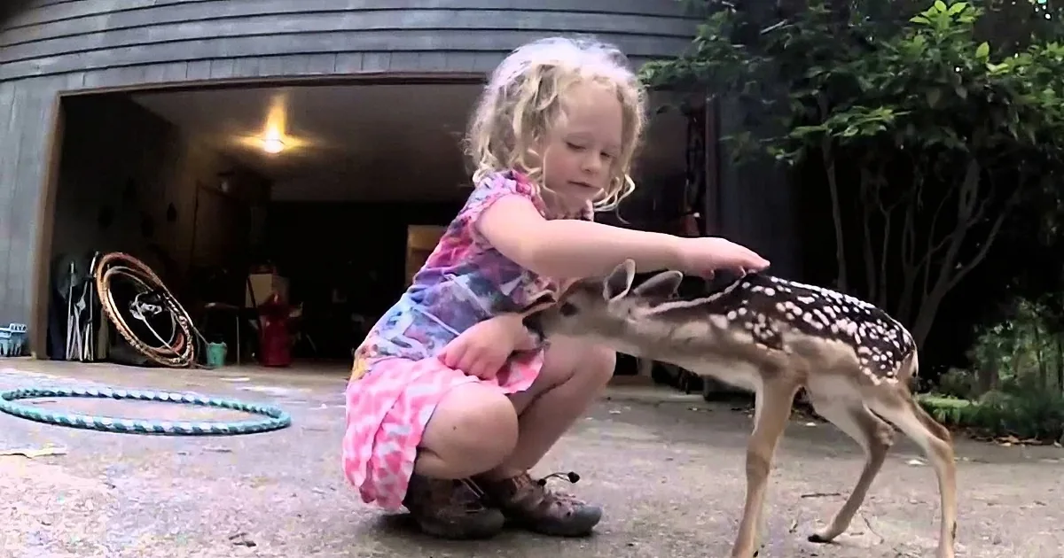 Tiny Fawn Appears in This Family''s Yard, to Literally Stumble Into the Little Girl''s Arms