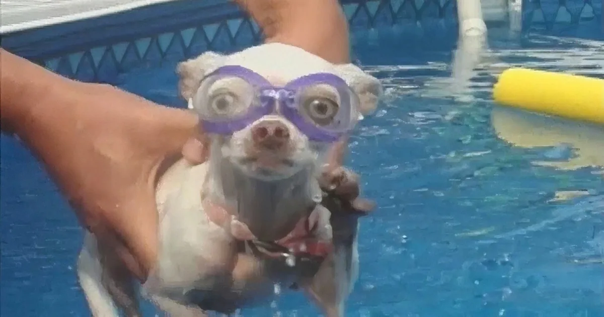 A small dog wearing goggles is being held in a swimming pool, appearing to be ready for a swim.