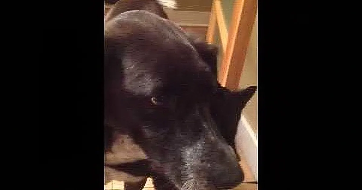 A black dog with a white patch on its chest is looking down, possibly at something on the floor.