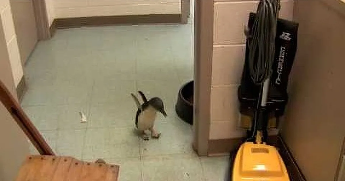 A small bird stands on a tiled floor near a doorway, surrounded by household items.