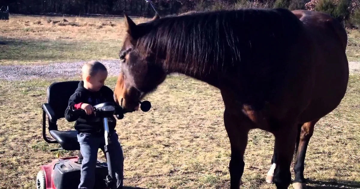 A young child in a mobility scooter interacts with a brown horse in a grassy field.