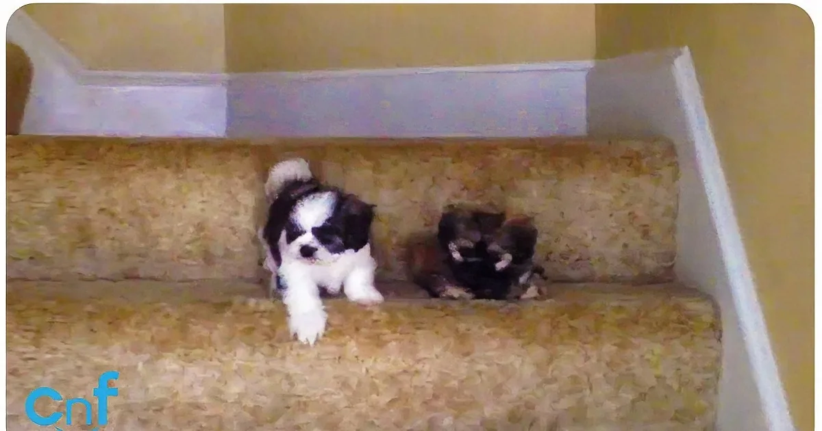 A black and white puppy is climbing up a carpeted staircase.
