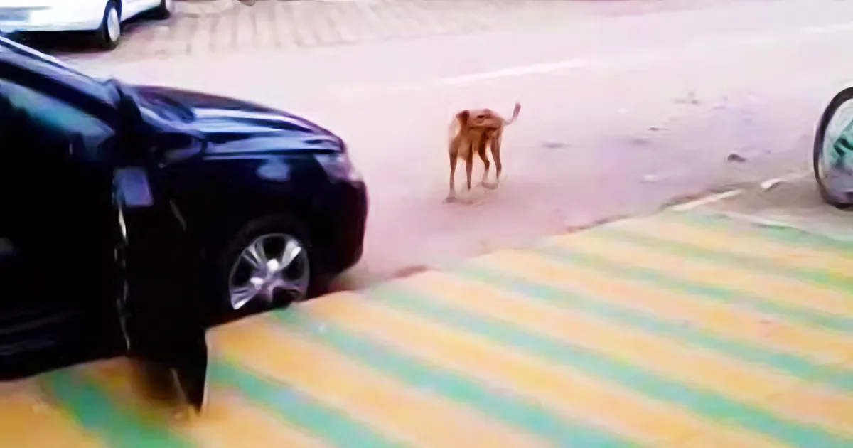 This Lonely Dog Likes Dancing in the Street