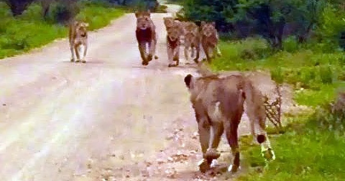 A group of lions is walking down a dirt road in a lush green environment.