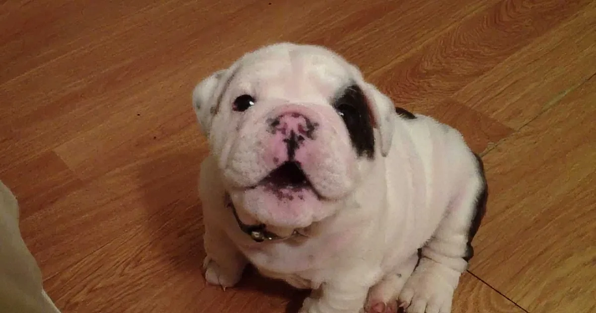 Mom Tells Bulldog Puppy, ''Stay off the Sofa!'' His Adorable Reaction? This Will Crack You Up!