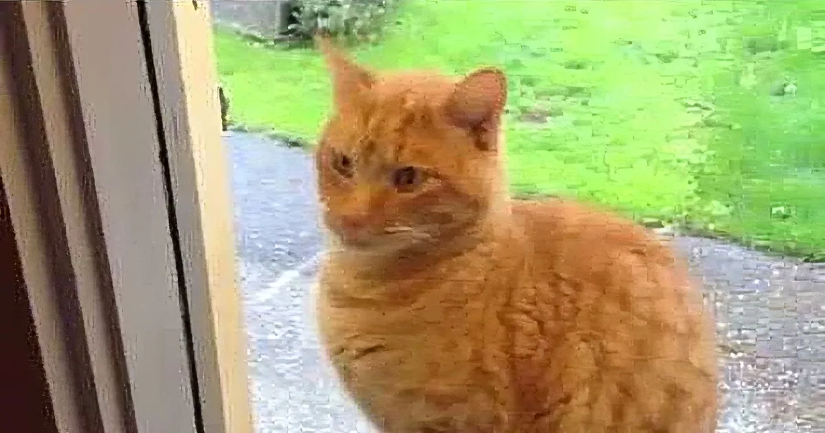 An orange tabby cat sits on a doorstep, looking directly at the camera with a curious expression.