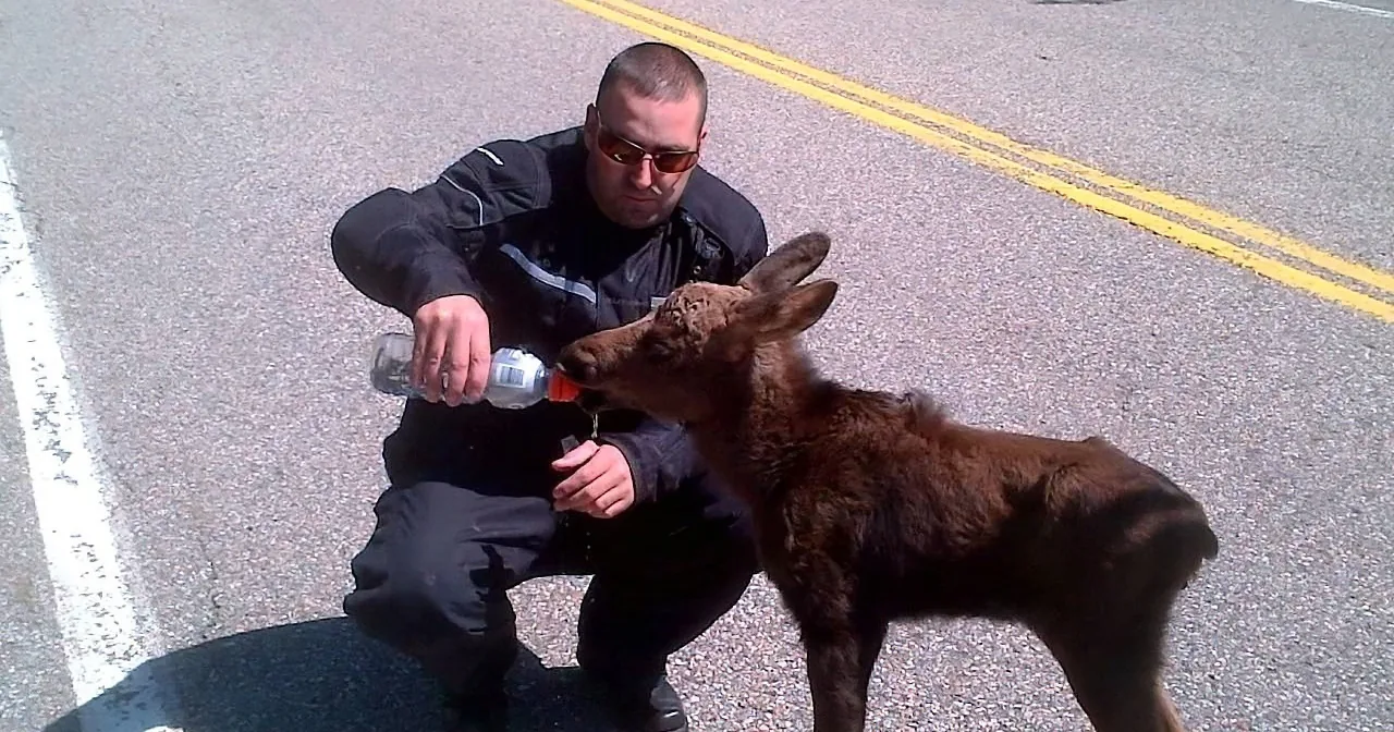 Bikers Found an Abandoned Baby Moose. What They Did Next Will Melt Your Heart!