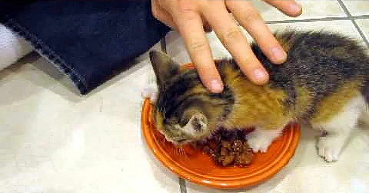 This Kitten Goes to the Most Hysterical Lengths to Protect His Food. What a Sweetheart!