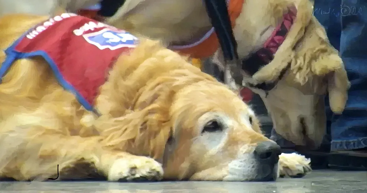 Disabled Veteran Can''t Work Without His Service Dog, so Lowe''s Hires Them Both