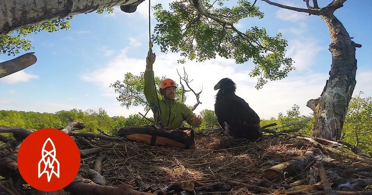 A man in a helmet and green jacket is hanging from a rope in a tree, interacting with a large bird.