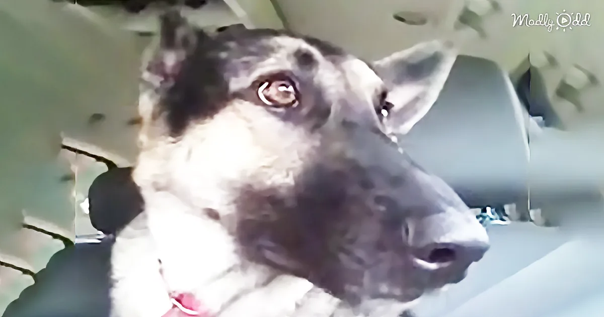 When This Silly Dog Hears His Favorite Song on the Radio, His Reaction Is Precious