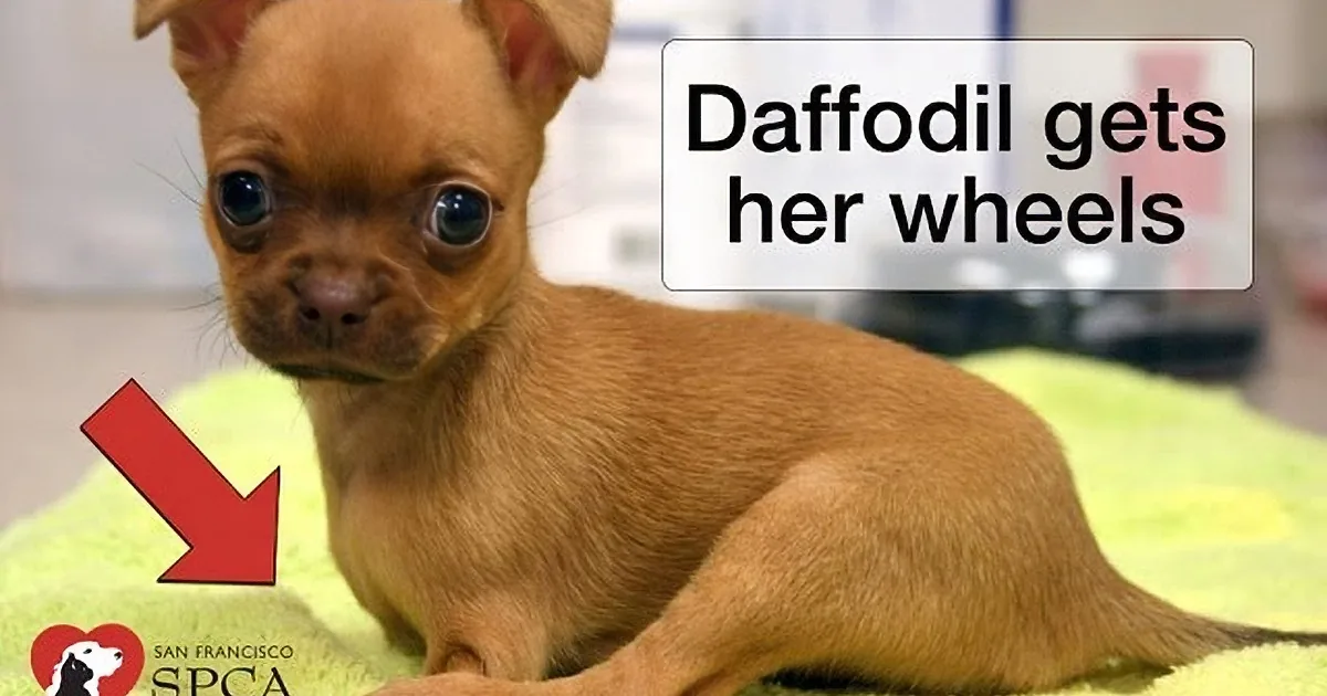 A small chihuahua puppy named Daffodil is lying on a green surface, with text indicating she is getting wheels.
