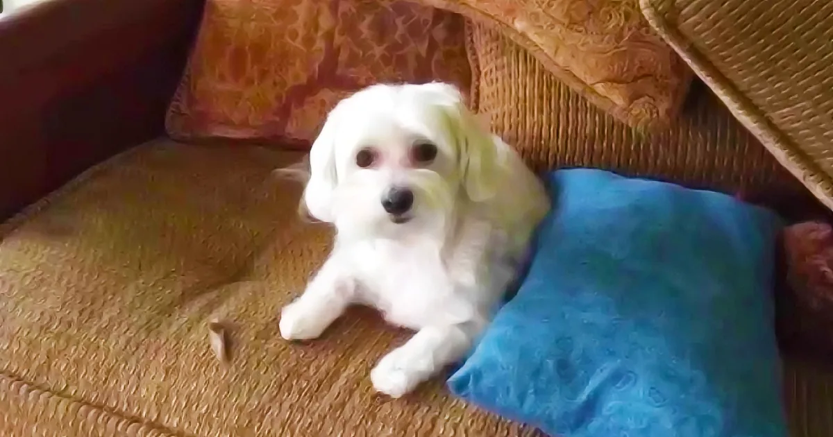 A fluffy white dog with a slightly disheveled appearance rests on a brown couch with a blue pillow nearby.