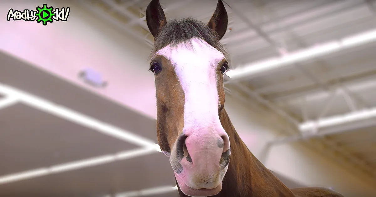 A close-up of a horse with a white blaze and brown coat, looking directly at the camera.