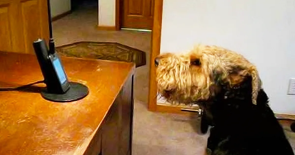 A fluffy dog with a black collar looks into a mirror, reflecting its face.