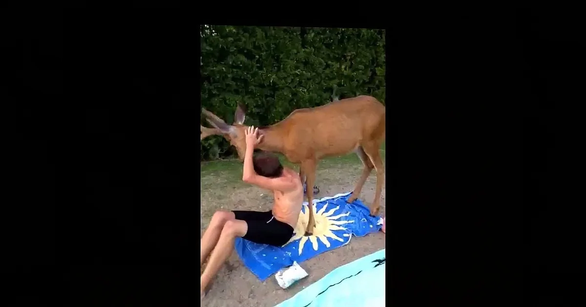 A deer is interacting with a person lying on a towel on the ground.