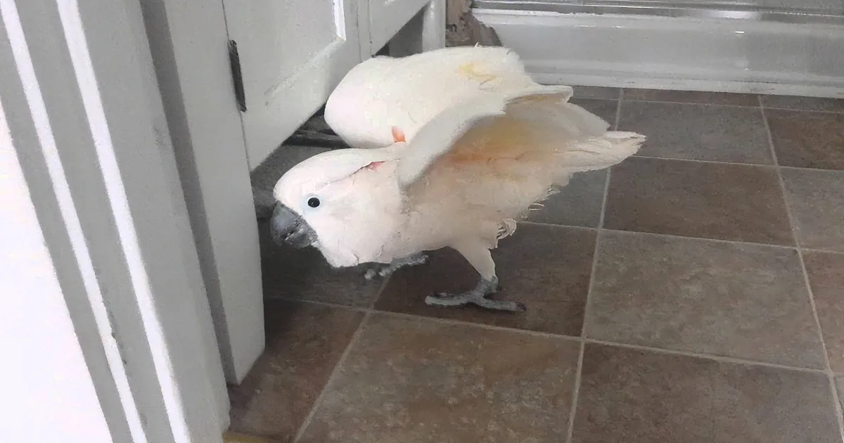 Dad Has a Very Interesting Conversation With His Cockatoo. What He Learns? Priceless.