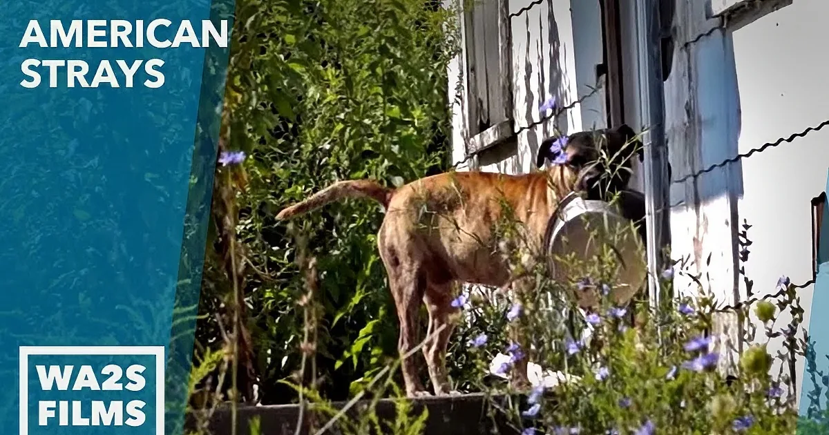 Poor Stray Dog Carries His Bowl Around With Him. Why He Does This Is Heart-Breaking.