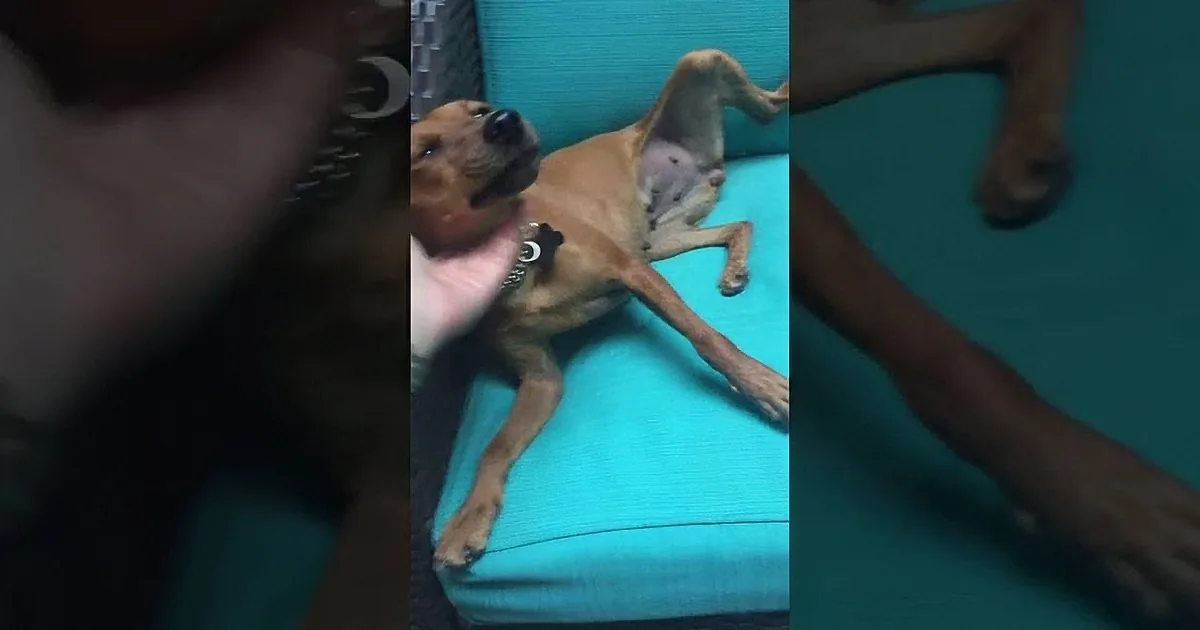 Rescuers Found Abandoned Dog Laying on a Shirt. When I Found out Why? I''m Still Crying.