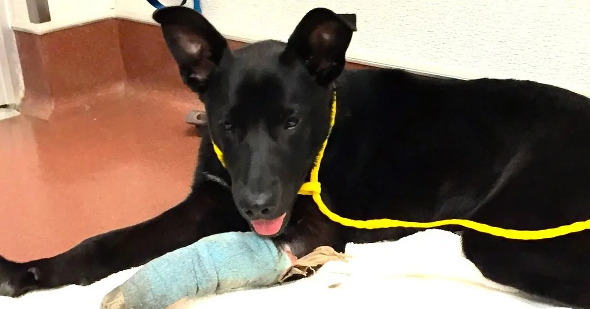 A black dog with a yellow collar lies on a white surface, its front leg wrapped in blue bandage.