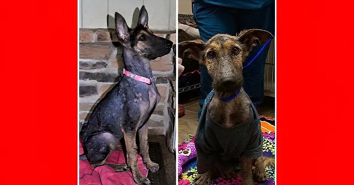 It''s Unlikely This Dog Would Have Survived Many More Freezing December Nights...