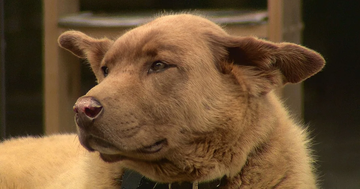 A close-up of a light brown dog with a collar, looking slightly to the side.