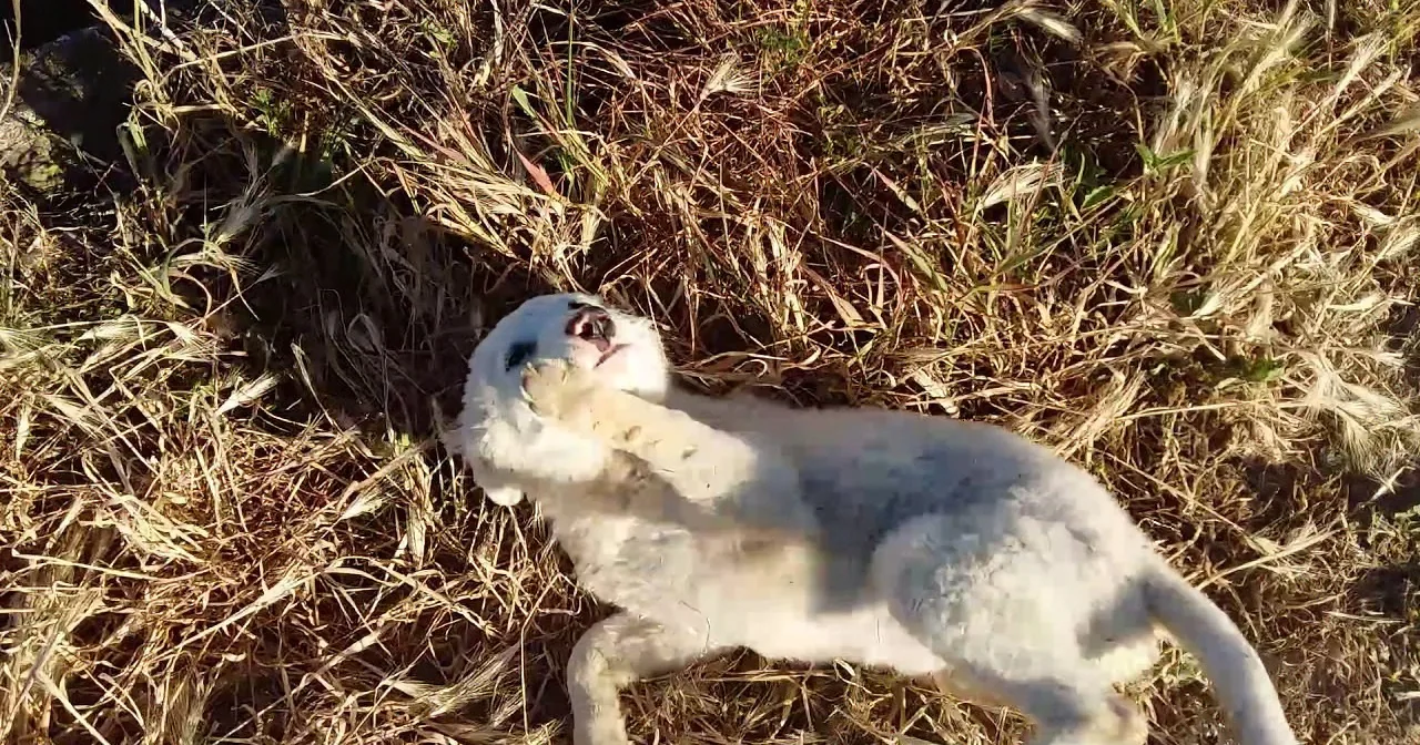 He Went out of His Way to Find This Abandoned Pup a Home