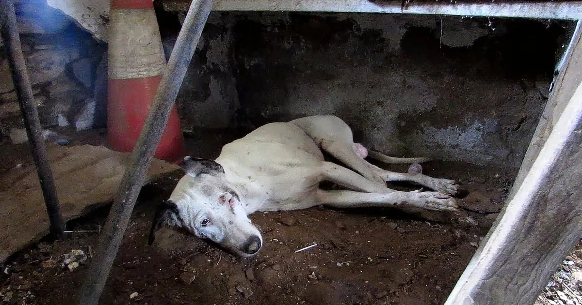 Paralyzed Street Dog, Unable to Walk From Spinal Injury Needed to Be Rescued...