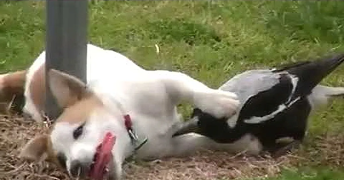 A dog lies on the grass, seemingly injured, with a bird perched on its head.