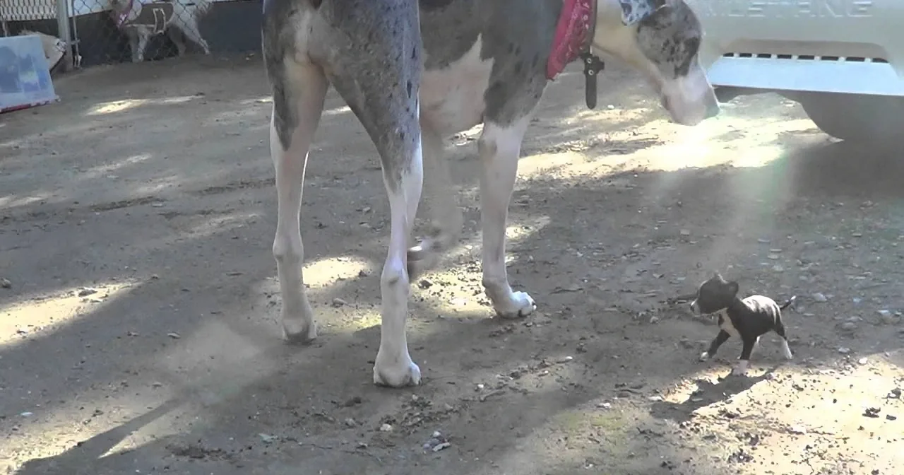 A large dog stands protectively over a small puppy on a sunny day.