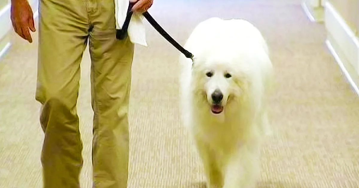 Giant 106-Lb Dog Walks Into a Nursing Home. but This Big Guy Is a Puppy at Heart!