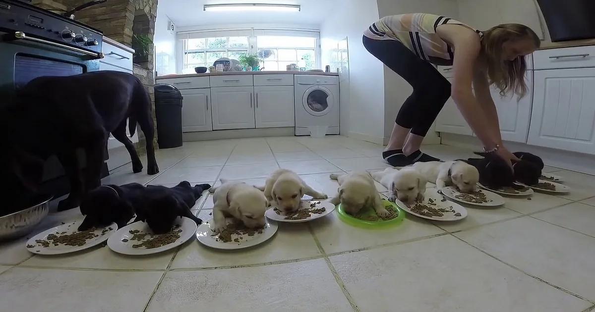 A woman bends over feeding multiple puppies on plates on the kitchen floor.