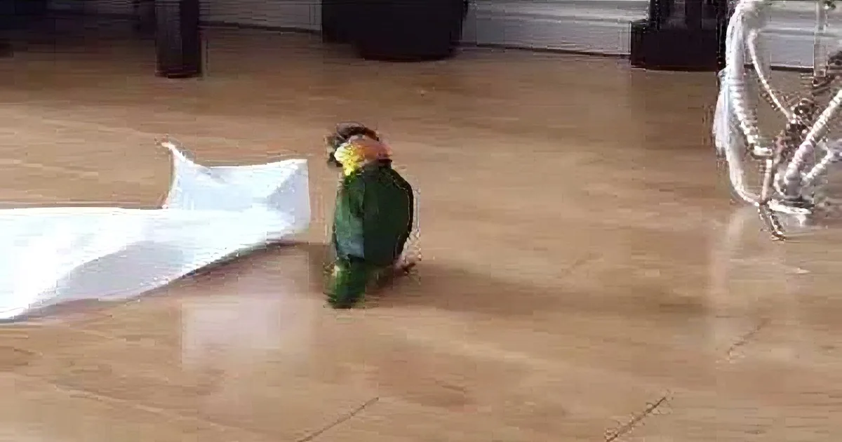 A colorful parrot stands on a wooden floor near a white paper towel, with a rope swing and furniture in the background.