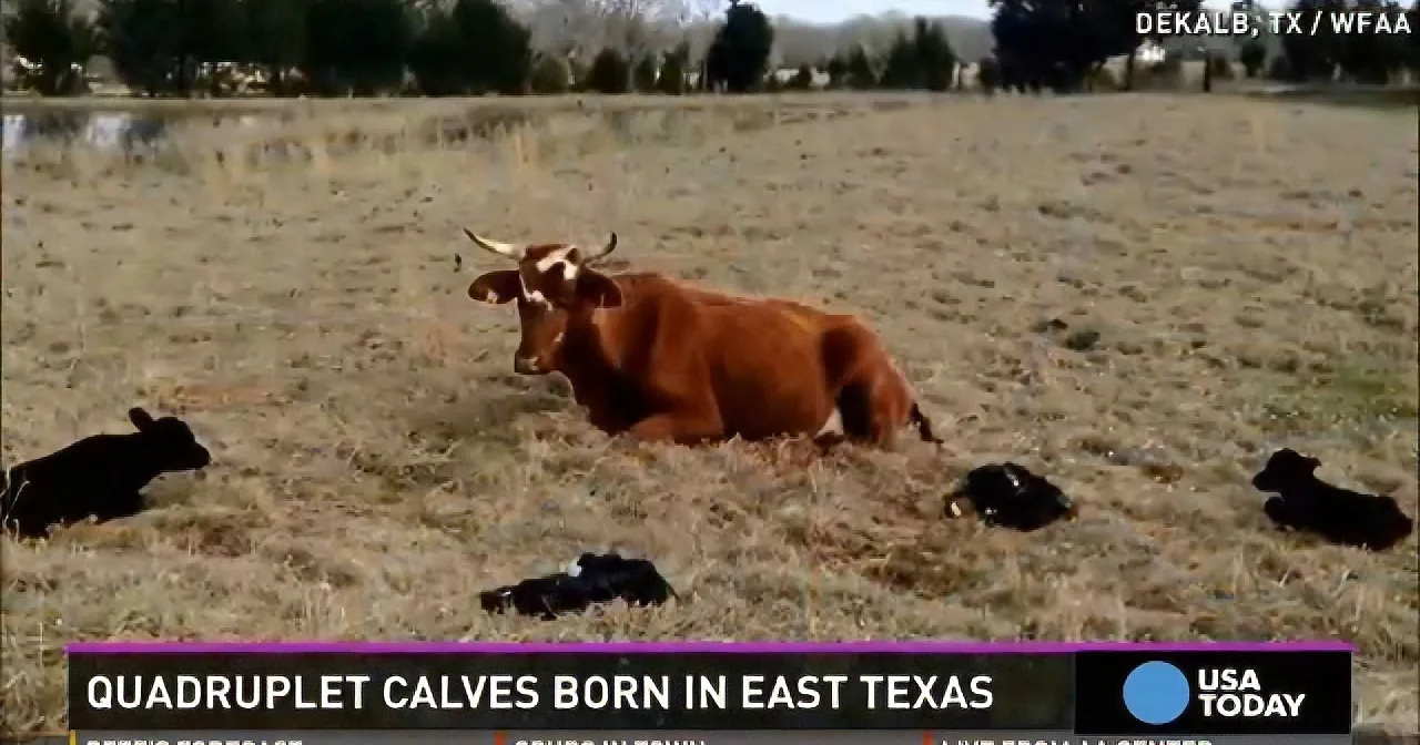 A cow lies in a field with four newborn calves scattered around it.