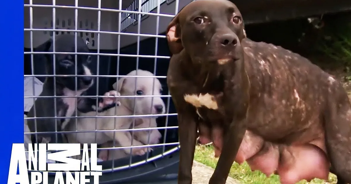 Mama Dog Was Roaming the Streets of New Orleans Looking for Her Pups. Will They Ever Be Reunited?