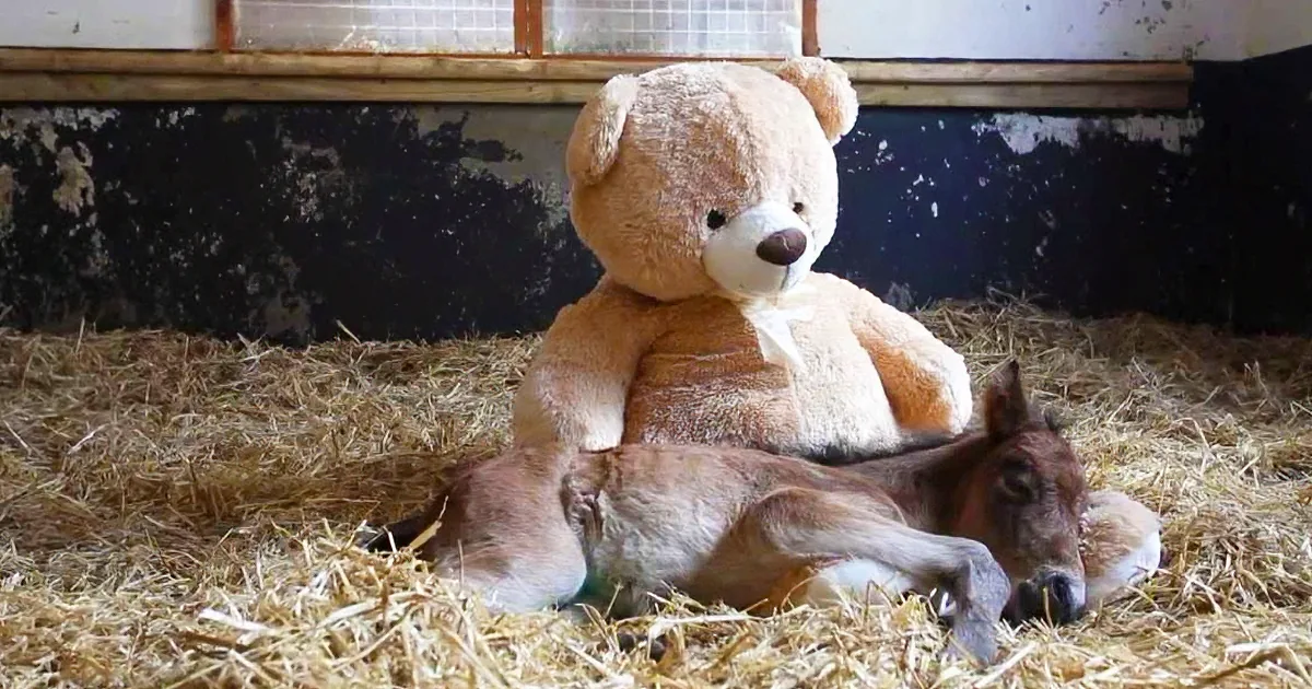 A teddy bear sits with a foal on straw in a barn, creating a heartwarming scene.