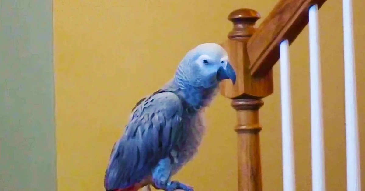 A blue parrot perches on a wooden banister, looking down with a curious expression.