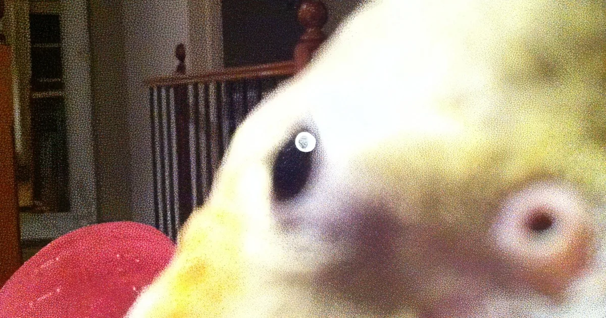 A close-up of a yellow bird with a red object in its beak, indoors.