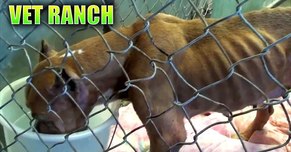 A thin, malnourished dog is behind a chain-link fence, with a bowl of food nearby.