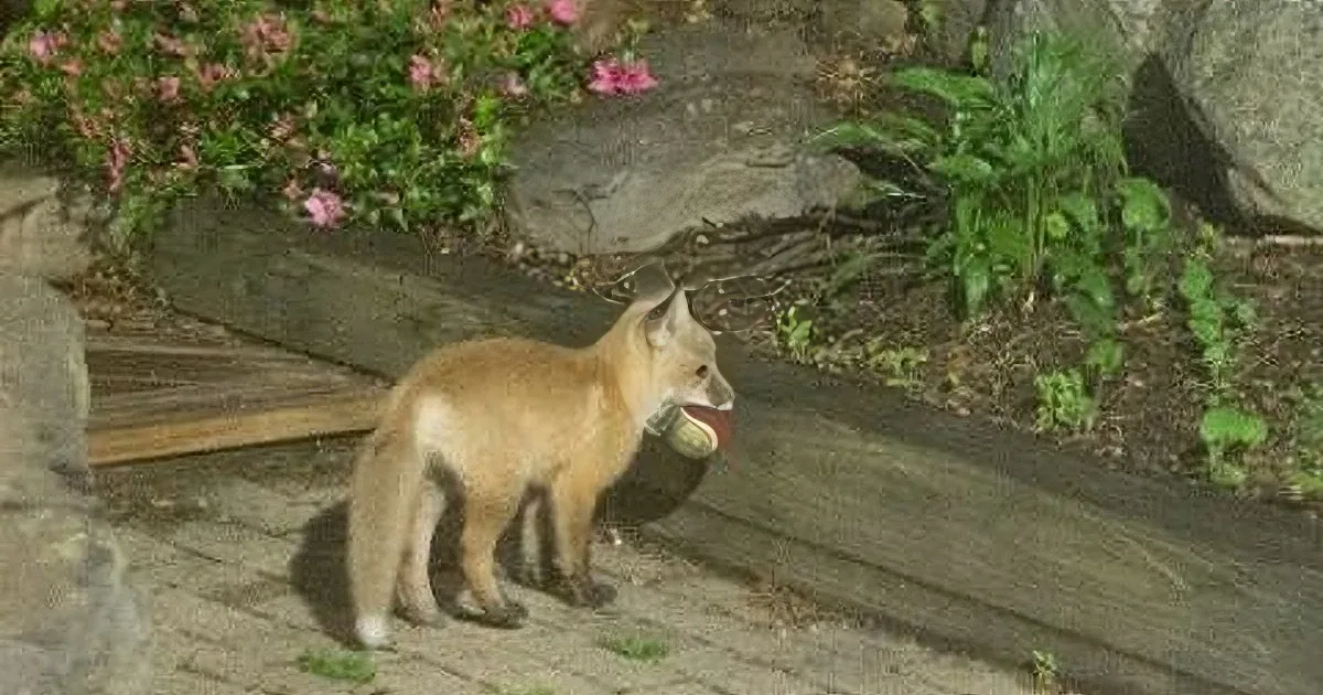 A fox cub stands on a brick path, holding a small object in its mouth.