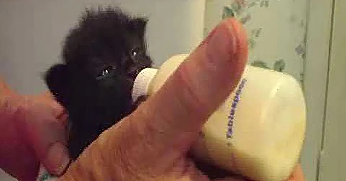 A tiny black kitten is being bottle-fed by a person's hand.