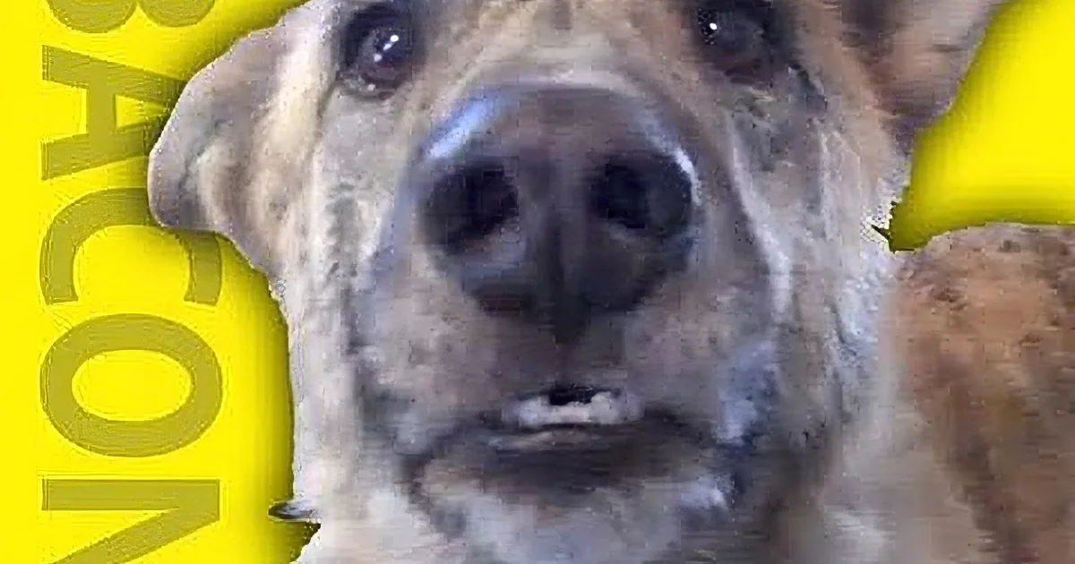 A close-up of a dog's face with a yellow background and the word "BACON" vertically on the left.