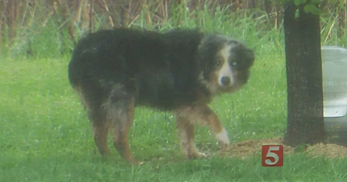 Tennessee Animal Control Caught Injured Dog -- Only to Make Shocking Discovery