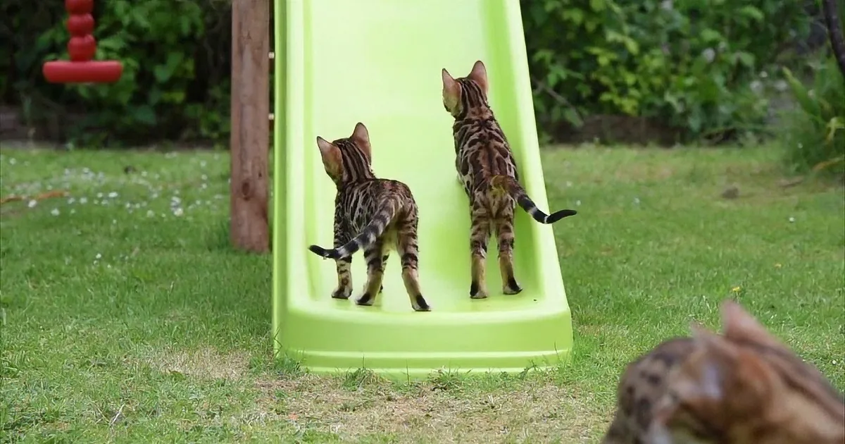 Silly Baby Bengals! Watch Them Just Because Everyone Needs a Cute Kitten Video Once a Day